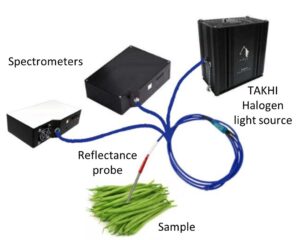 Optical measuring reflection setup. Branches detection in green beans
